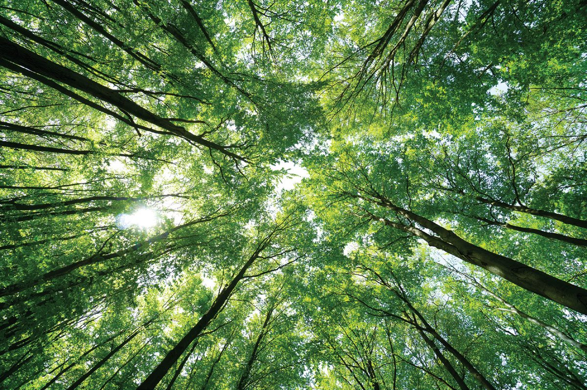 Sustainability — green canopy